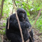  Gorilla (Congo)